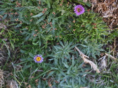 Erigeron andicola
