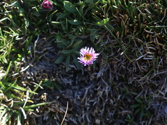 Erigeron andicola