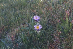 Erigeron andicola