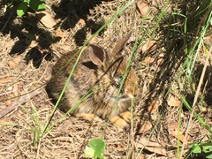 Sylvilagus palustris
