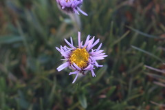Erigeron andicola