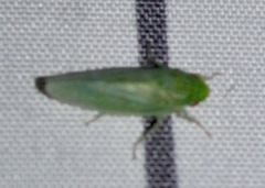 Gyponana