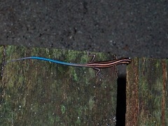 Emoia caeruleocauda