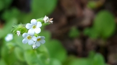 Myosotis forsteri