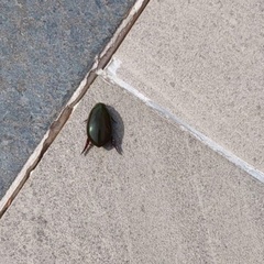 Megadytes