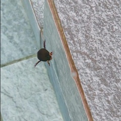 Megadytes