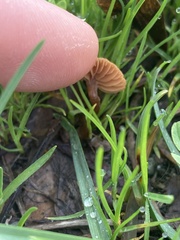 Galerina mammillata