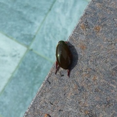 Megadytes