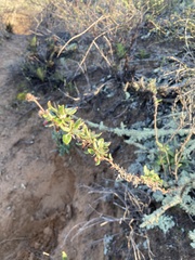 Eriogonum parvifolium