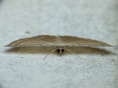 Cyclophora