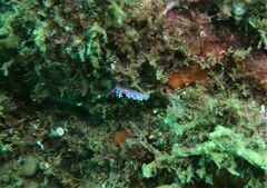 Coryphellina marcusorum