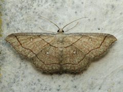 Cyclophora