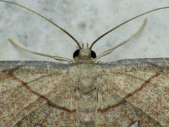 Cyclophora