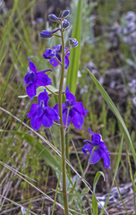 Delphinium bicolor