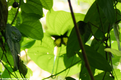 Troides helena cerberus