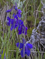 Delphinium bicolor