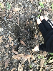 Cervus canadensis nannodes