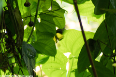Troides helena cerberus