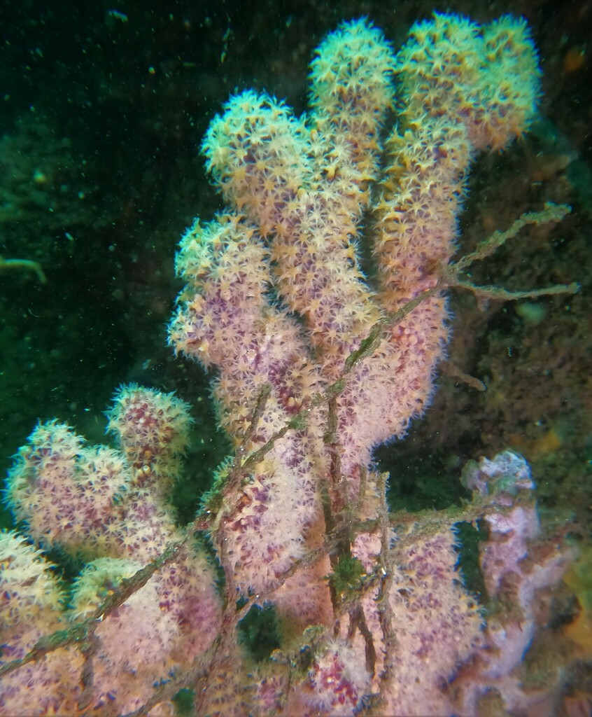 Muricea austera
