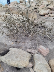 Homalothecium nuttallii