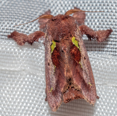 Euclea mesoamericana