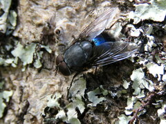 Calliphora quadrimaculata