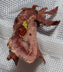 Euclea mesoamericana