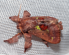 Euclea mesoamericana