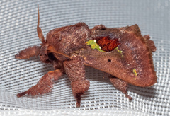 Euclea mesoamericana