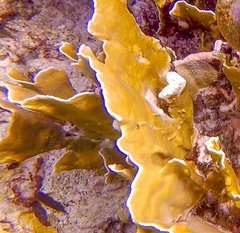Millepora complanata