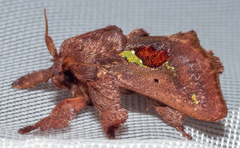 Euclea mesoamericana