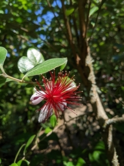 Feijoa