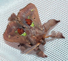 Euclea mesoamericana