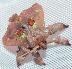 Euclea mesoamericana