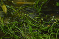 Potamogeton
