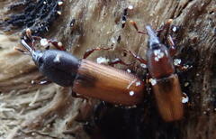 Mesites pallidipennis