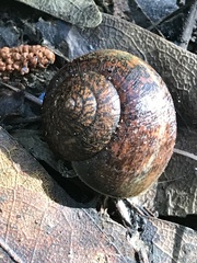 Helminthoglypta nickliniana