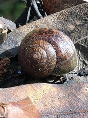 Helminthoglypta nickliniana
