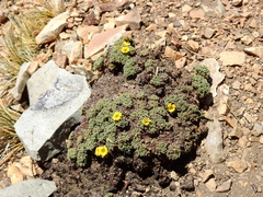 Oxalis erythrorrhiza