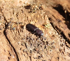 Bothrideridae