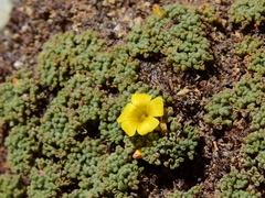 Oxalis erythrorrhiza