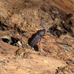 Bothrideridae