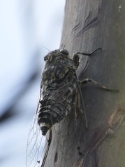 Amphipsalta cingulata