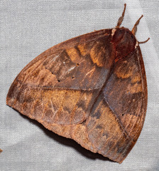 Automeris larra