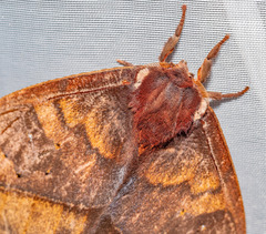 Automeris larra
