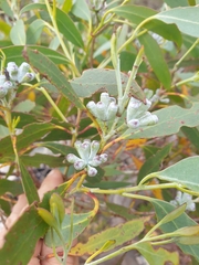 Eucalyptus coccifera