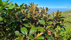 Brachyglottis elaeagnifolia