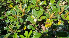 Brachyglottis elaeagnifolia