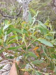 Eucalyptus coccifera