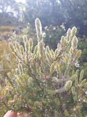Leptospermum lanigerum